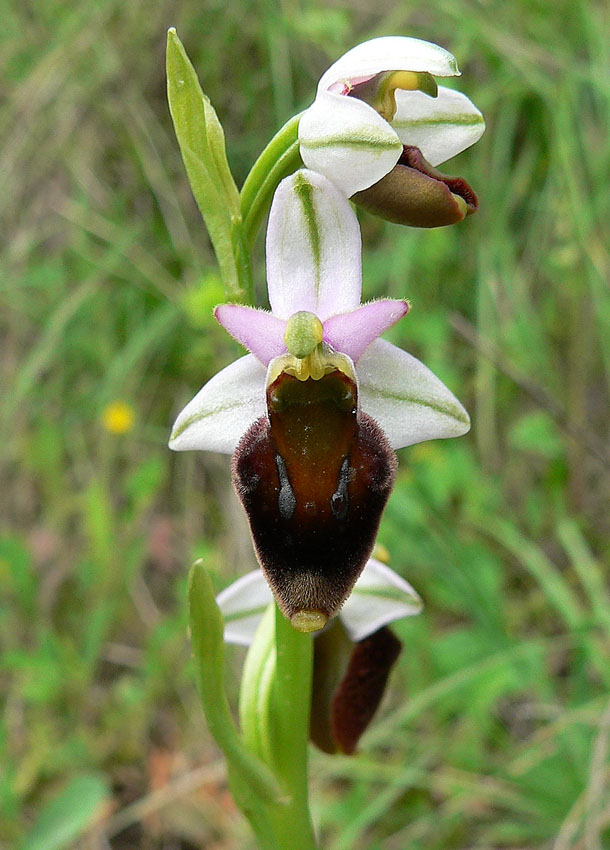 Ophrys exaltata subsp. archipelagi o ibrido?